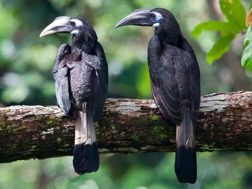 Kenali 10 Jenis Burung  Kenyalang  3 Paling Common Di Sarawak