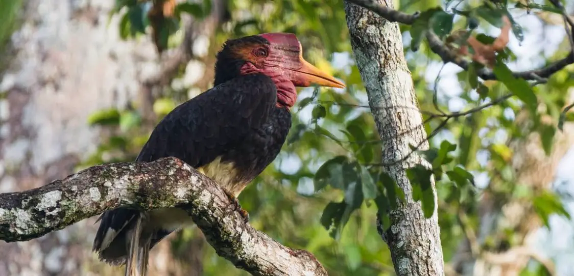 Kenali 10 Jenis Burung  Kenyalang  3 Paling Common Di Sarawak