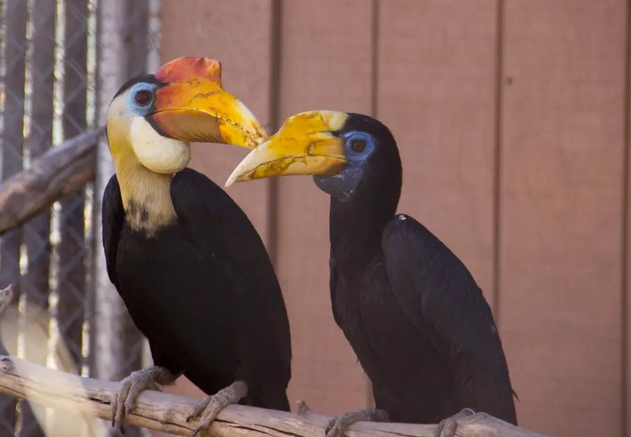 Kenali 10 Jenis Burung  Kenyalang  3 Paling Common Di Sarawak